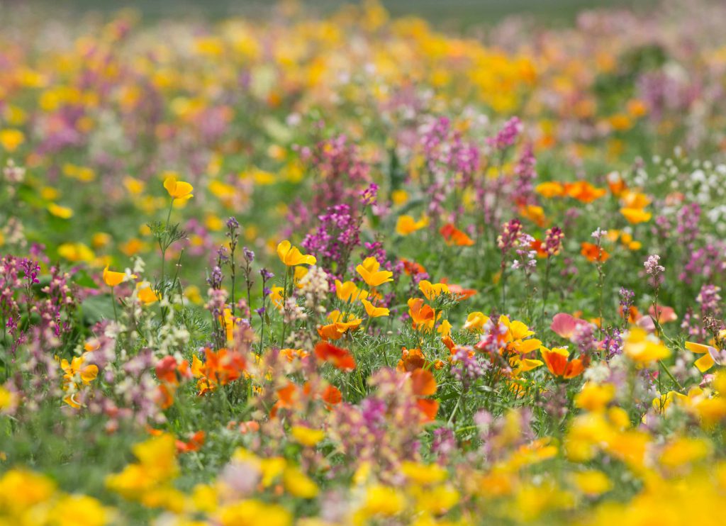 春のお花畑（2018/6/1 小川地区） satoyamaaruki
